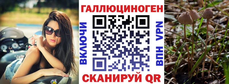 Купить Волоколамск Псилоцибиновые грибы Psilocybine cubensis